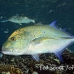 jack_bluespotted_1t_srmr_beqa_h_0549_fij8938.jpg